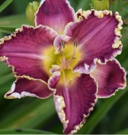 Päevaliilia ´Storm of the century´ (Hemerocallis)