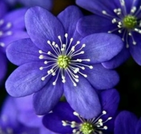 Hariliku sinilille (Hepatica nobilis) - Strenči kloon