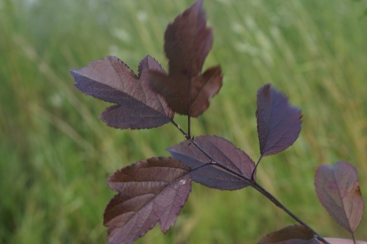 Iluõunapuu ´Suli´ (Malus)