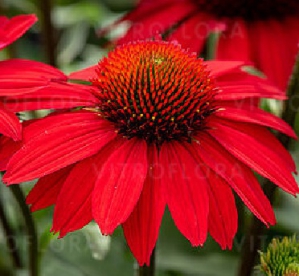 Siilikübar ´Sunmagic fantastic scarlet´ (Echinacea)