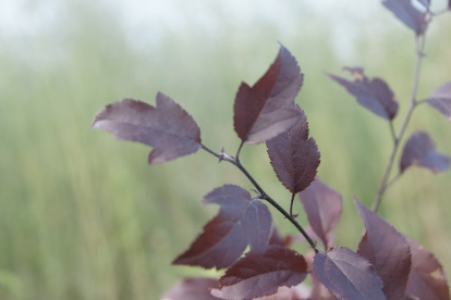 Iluõunapuu ´Sunniva´ (Malus)