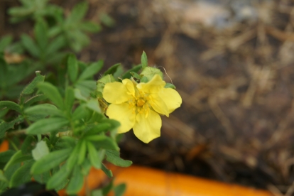 Põõsasmaran ´Sydney 51,90´ (Potentilla fruticosa)