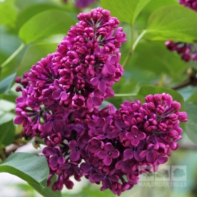 Harilik sirel ´Charles Joly´ (Syringa vulgaris)