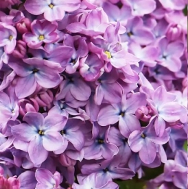 Harilik sirel ´Anabel´ (Syringa vulgaris)