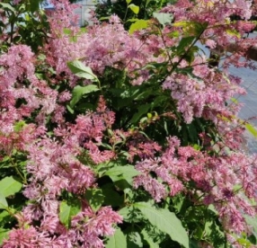 Ungari sirel ´Basia´ (Syringa josikaea)