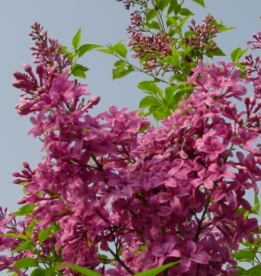 Hiina sirel (Syringa chinensis)