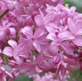 Harilik sirel ´Eduard Gardner´ (Syringa vulgaris)