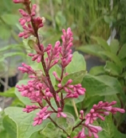 Ungari sirel ´Eserka´ (Syringa josikaea)