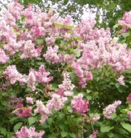 Ungari sirel (Syringa josikaea)  - suurem taim 1.3 m