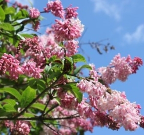 Henry sirel ´Julia´ (Syringa x henryi)