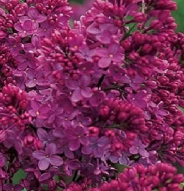 Harilik sirel ´Congo´ (Syringa vulgaris)