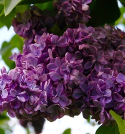 Harillk sirel ´Makximovizi´ (Syringa vulgaris)