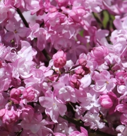 Harilik sirel ´Olympiada Kolesnikova´ (Syringa vulgaris)