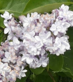 Harilik sirel ´Pomorzanka´ (Syringa vulgaris)