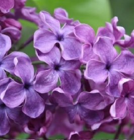 Harilik sirel ´Sumerki´ (Syringa vulgaris)