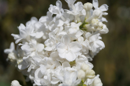 Harilik sirel ´Miss Ellen Willmott´ (Syringa vulgaris)