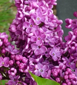 Harilik sirel ´Etna´ (Syringa vulgaris)