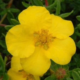 Põõsasmaran ´Tammekivi´ (Potentilla fruticosa)