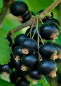 Must sõstar ´Tauriai´ (Ribes nigrum)