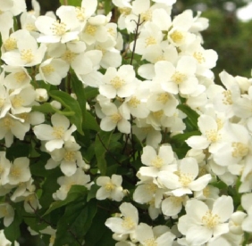 Ebajasmiin ´Tähtisilma´ (Philadelphus)