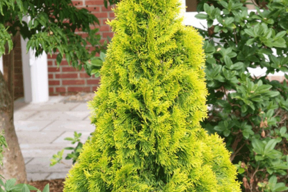 Harilik elupuu ´Smaragth Light´ (Thuja occidentalis)