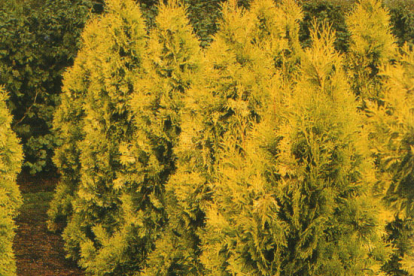 Harilik elupuu ´Holmstrup Yellow´ (Thuja occidentalis)