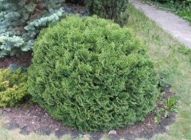 Harilik elupuu ´Kobold´ (Thuja occidentalis)