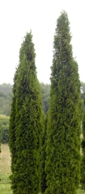 Harilik elupuu ´Boothi´ (Thuja occidentalis) - Tellimisel