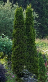 Harilik elupuu `Dergootś Spire´ (Thuja occidentalis)