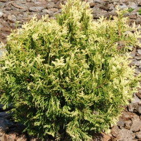 Harilik elupuu ´Hoseri Variegata´ (Thuja occidentalis)