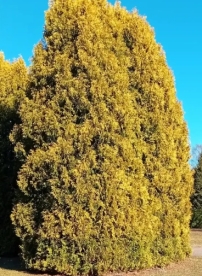 Harilik elupuu ´Lutea` (Thuja occidentalis)