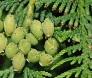 Harilliku ja Korea elupuu hübriid. (Thuja occidentalis * koreaniensis)