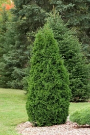 Harilik elupuu ´Rosenthali ´(Thuja occidentalis)