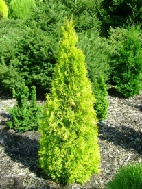 Harilik elupuu ´Filip´s magic moment´ (Thuja occidentlis)