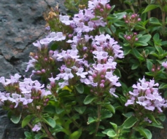 Kink-liivatee (Thymus collinus)