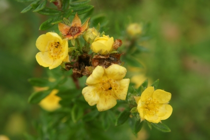 Põõsasmaran ´Tiksu´ (Potentilla fruticosa)