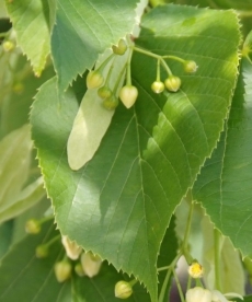 Ameerika pärn (Tilia americana)