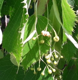 Kaukaasia pärn (Tilia dasystyla)