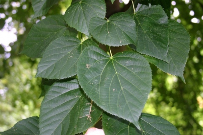 Unustatud pärn (Tilia neglecta)