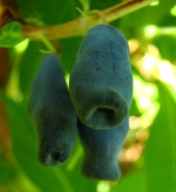 Söödav kuslapuu ´Tomitška´ (Lonicera edulis)