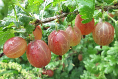 Karusmari ´Tukuma Konfeksu´ (Grossularia)