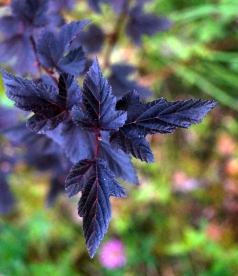 Põisenelas ´Tumma´ (Physocarpus opulifolius)