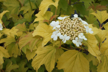 Harilik lodjapuu ´Park Harvest´ (Viburnum opulus)