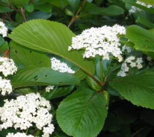 Sieboldi lodjapuu (Viburnum sieboldii)