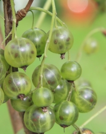 Roheline sõstar ´Vilma´ (Ribes nigrum) - noortaim kuni 10 cm