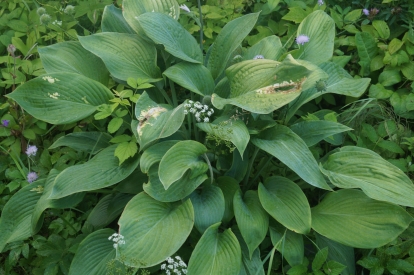 Hosta ´Vim and Vigor´ (Hosta)