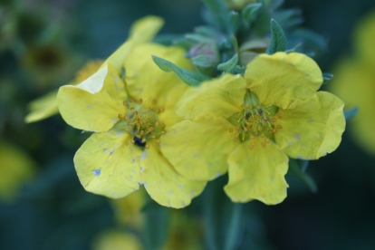 Põõsasmaran ´Virtuoos´ (Potentilla frutiosa)