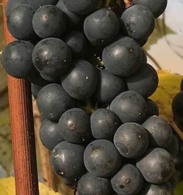 Viinapuu ´Boskoop Glory´ (Vitis)