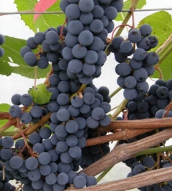 Viinapuu ´Hasanski Sladki ´ (Vitis)