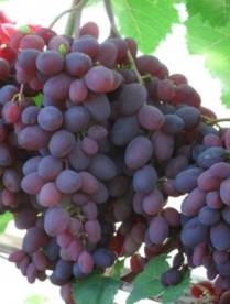 Viinapuu ´Kishmish Zaporozhsky´ (Vitis)